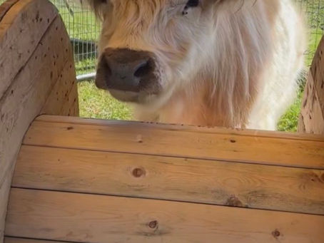 Exploring the Therapeutic Benefits of Cow Cuddling: A Journey into Therapeutic Cow Cuddling