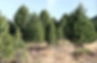 pinus-cembra-1.jpg