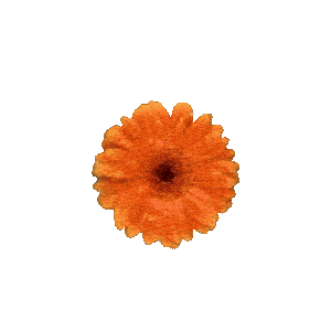 flowerorange-ezgif.com-optimize (1).gif