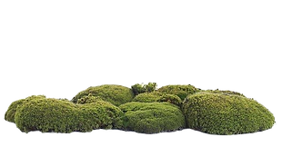 _ (38)_edited.png