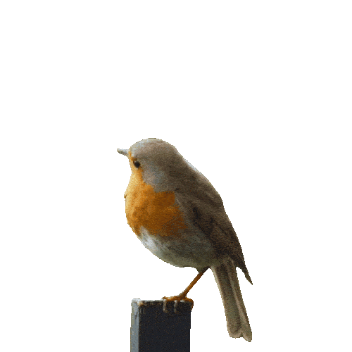 cute robin.gif