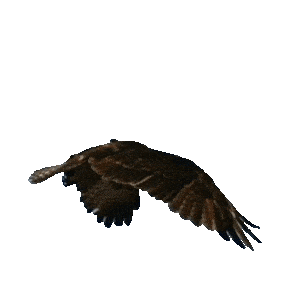 opti buzzard.gif