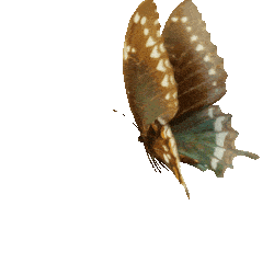 butterfly opti.gif