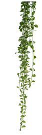 three plants.png