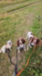 Dog Walks on the Common