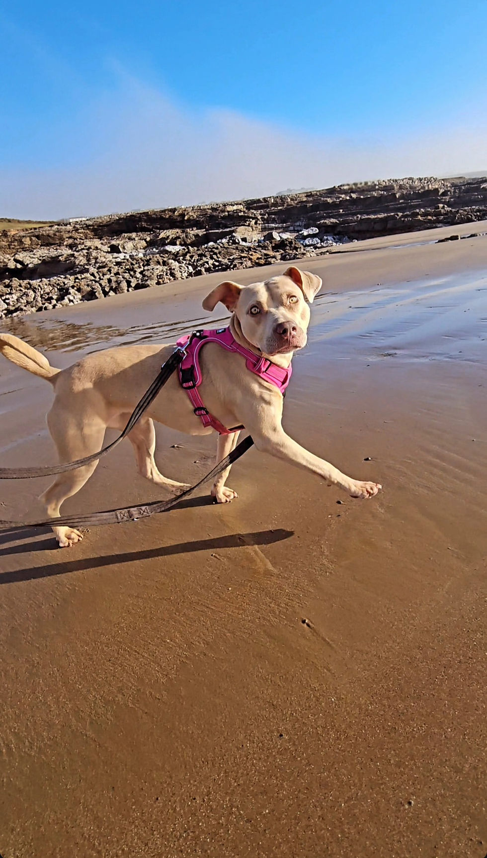 Dog Walk on South Wales Beach in Bridgend. Dog Grooming and Walking by Tails in The Vale.