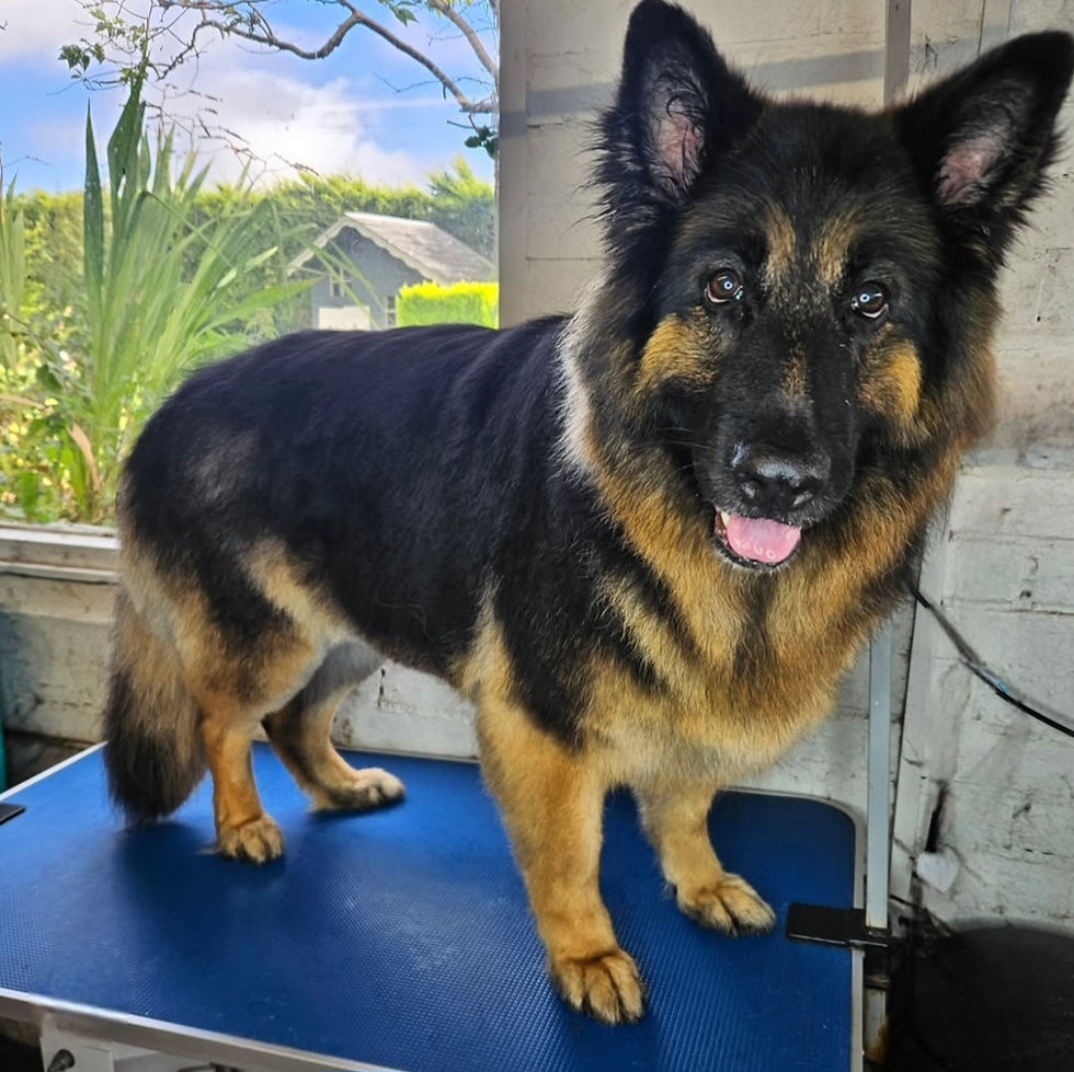 German Shepherd Dog Groomed in Bridgend, South Wales