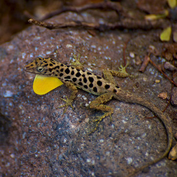 Anolis Sabanus