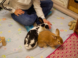 THINK HOPPY THOUGHTS EMOTIONAL SUPPORT BUNNIES HELPING BARRY DE-STRESS