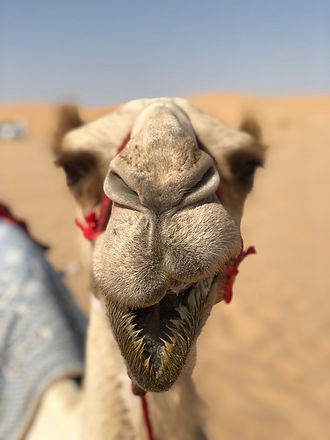 camel farm 3.jpeg