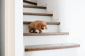 Puppy op trap.jpeg