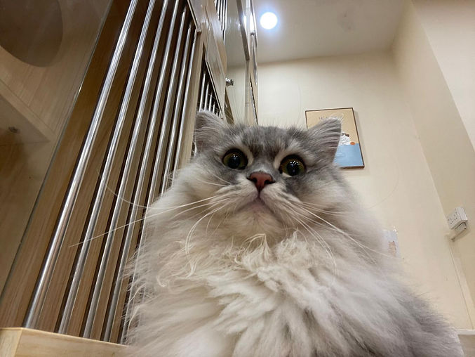 Cat.jpg