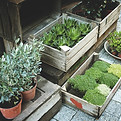 Plants for Sale