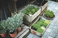 Plants for Sale