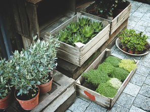 Garden Club hosts plant sale on Saturday