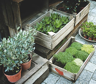 Potted Plants Display