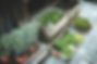 Plants for Sale