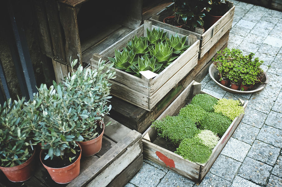 Potted Plants Display