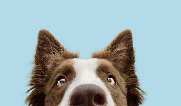 Border Collie mirando