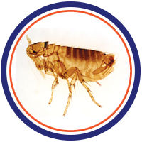 Fleas