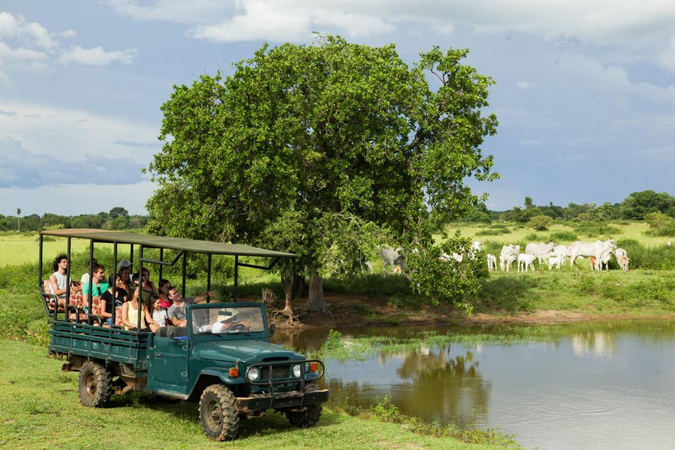 Safari in the Pantanal 