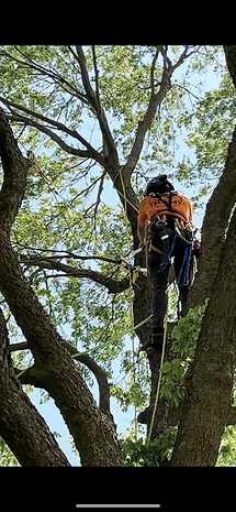 arborist installing cable in tree