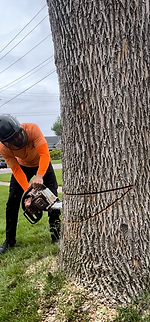 Tree Labs Certified Arborist making a face cut in a dead ash tree to fell it in Marion, Iowa
