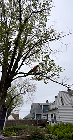 Tree Labs Arborist climbing maple tree to prune away dead wood in Cedar Rapids, Iowa