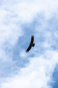 IMG_2664.jpg