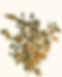 Design sem nome (62).png