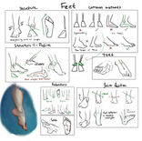 anatomy_quick_tips_feet.jpg