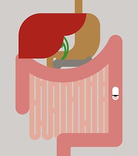 Illustration Bauchorgane Untersuchung Dickdarm mit Kapsel
