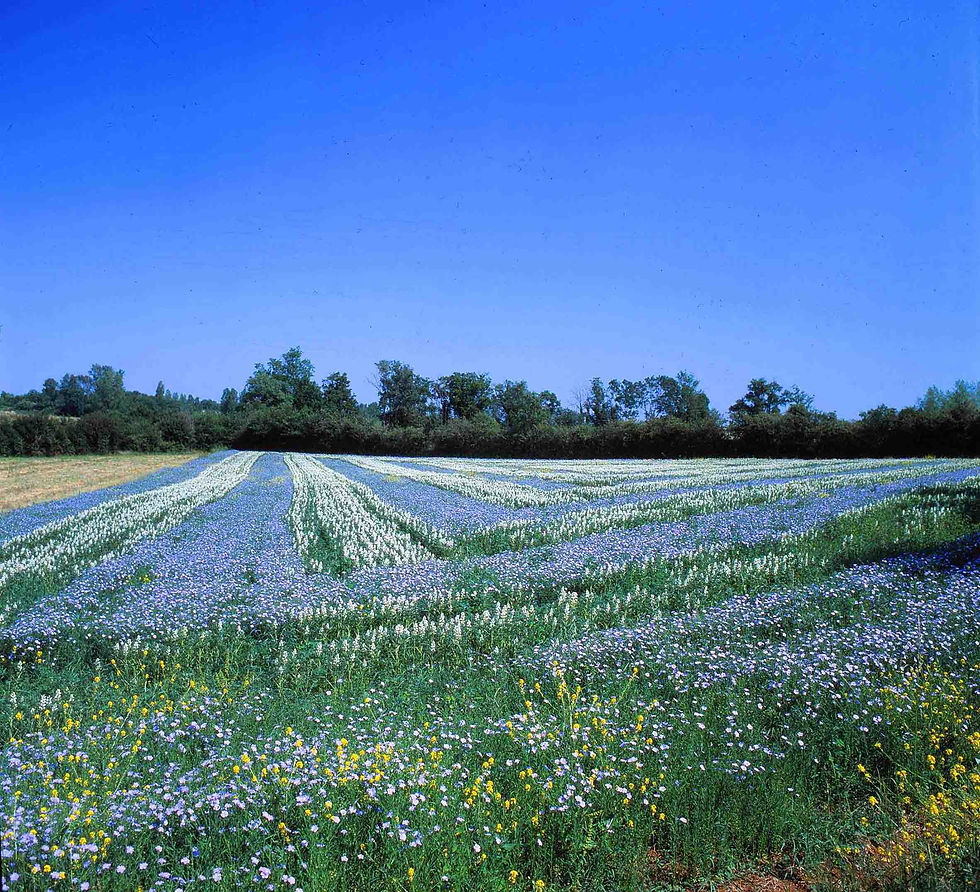 IMG_0013 copie light.jpeg