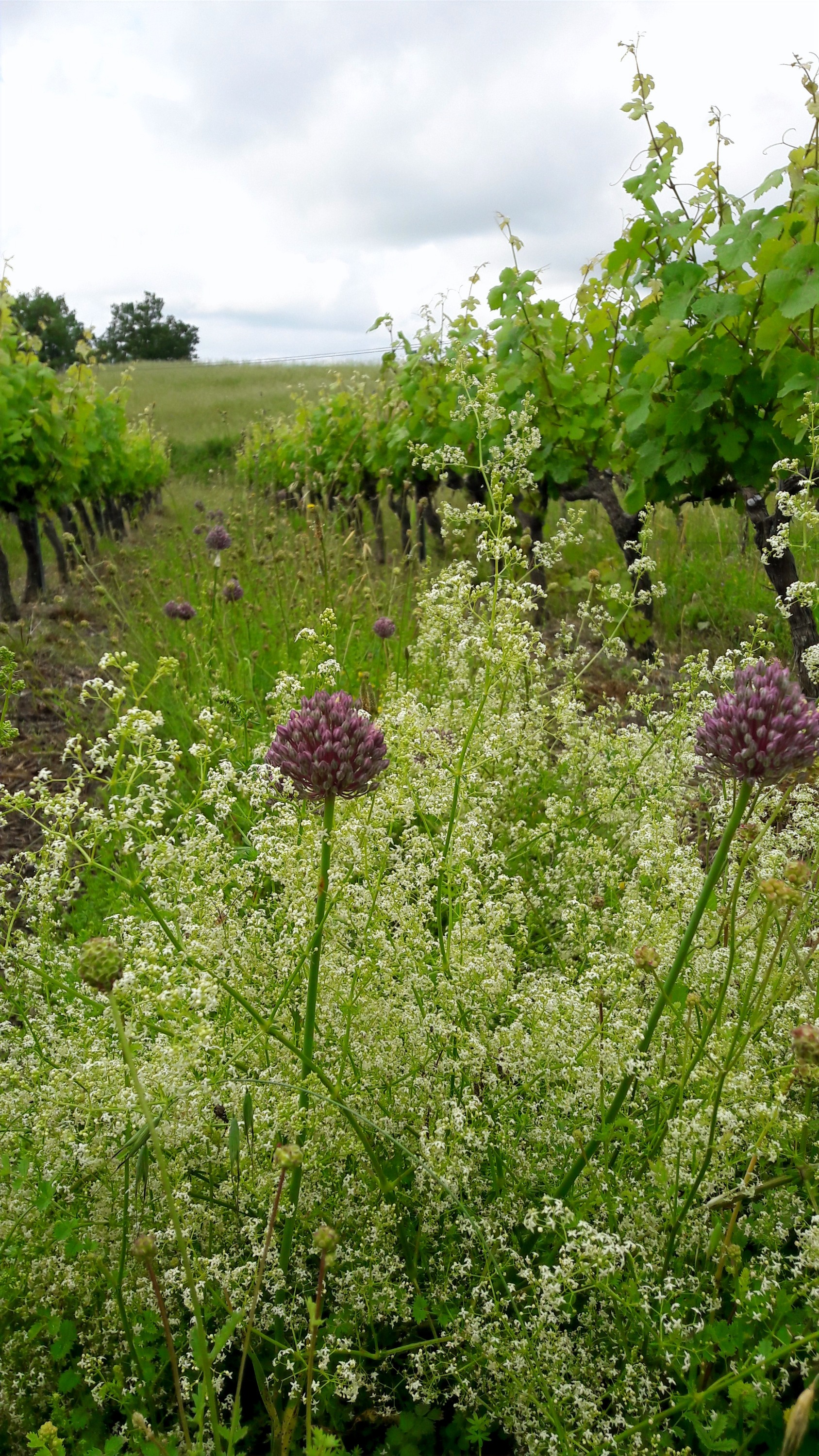 Galerie | DOMAINE LES PETITS JARDINS