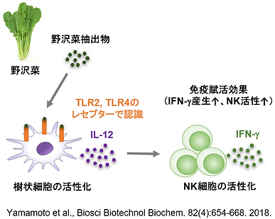 野沢菜の免疫賦活効果2.png
