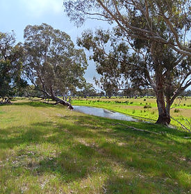 brooklyn lucindale.jpg