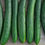 Thumbnail: Tasty Green Cucumber: 10 Seeds
