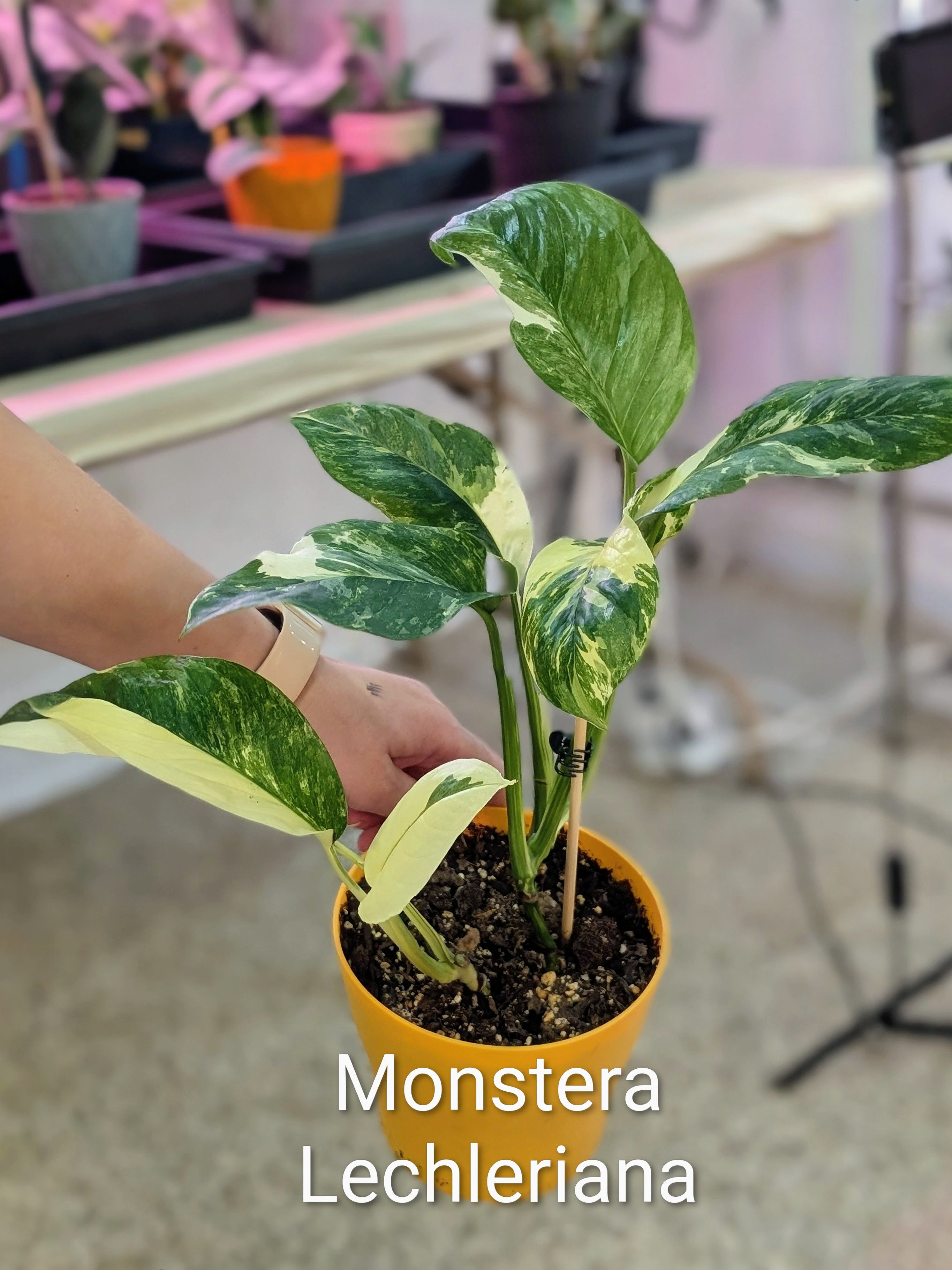 Monstera Lechleriana