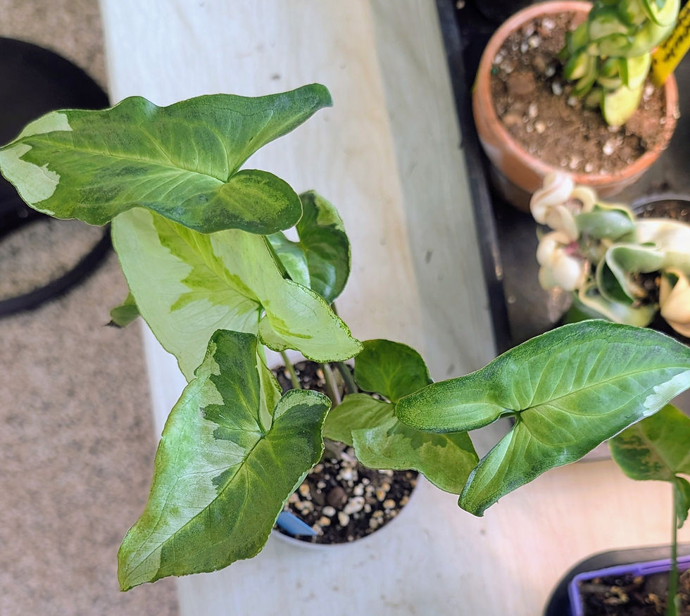 Thumbnail: Syngonium Three Kings