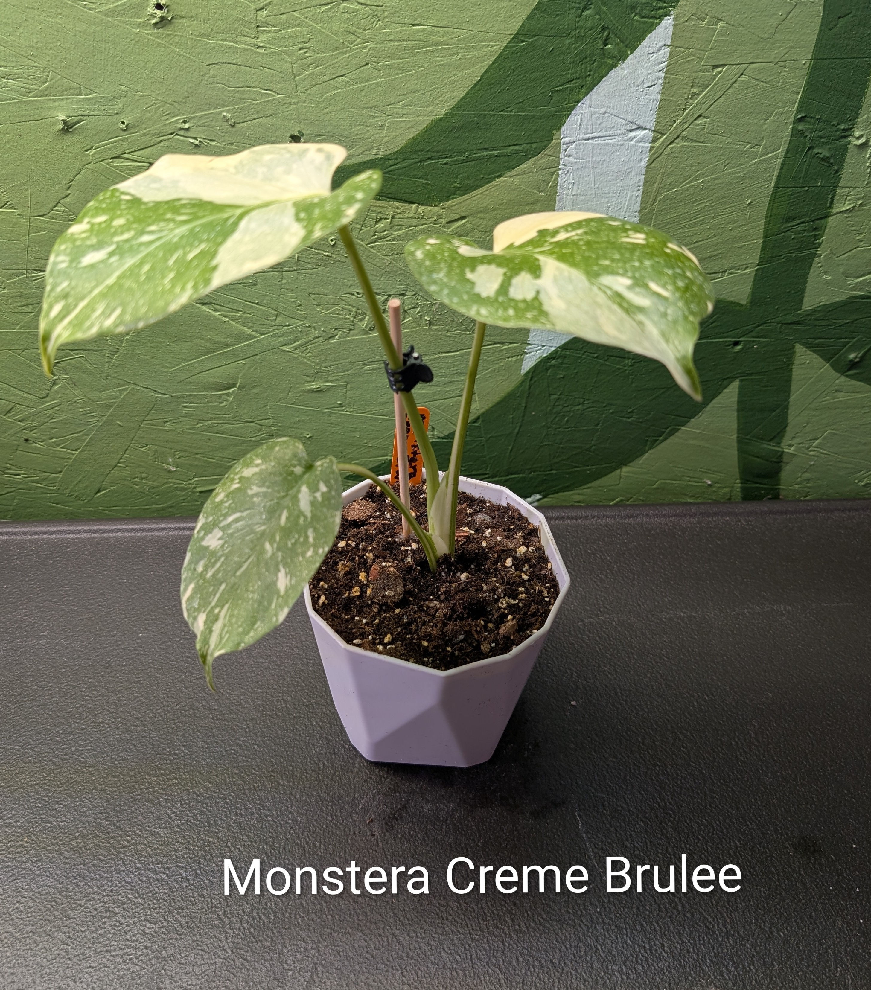 Monstera Creme Brulee
