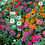 Thumbnail: Profusion Mix Zinnia