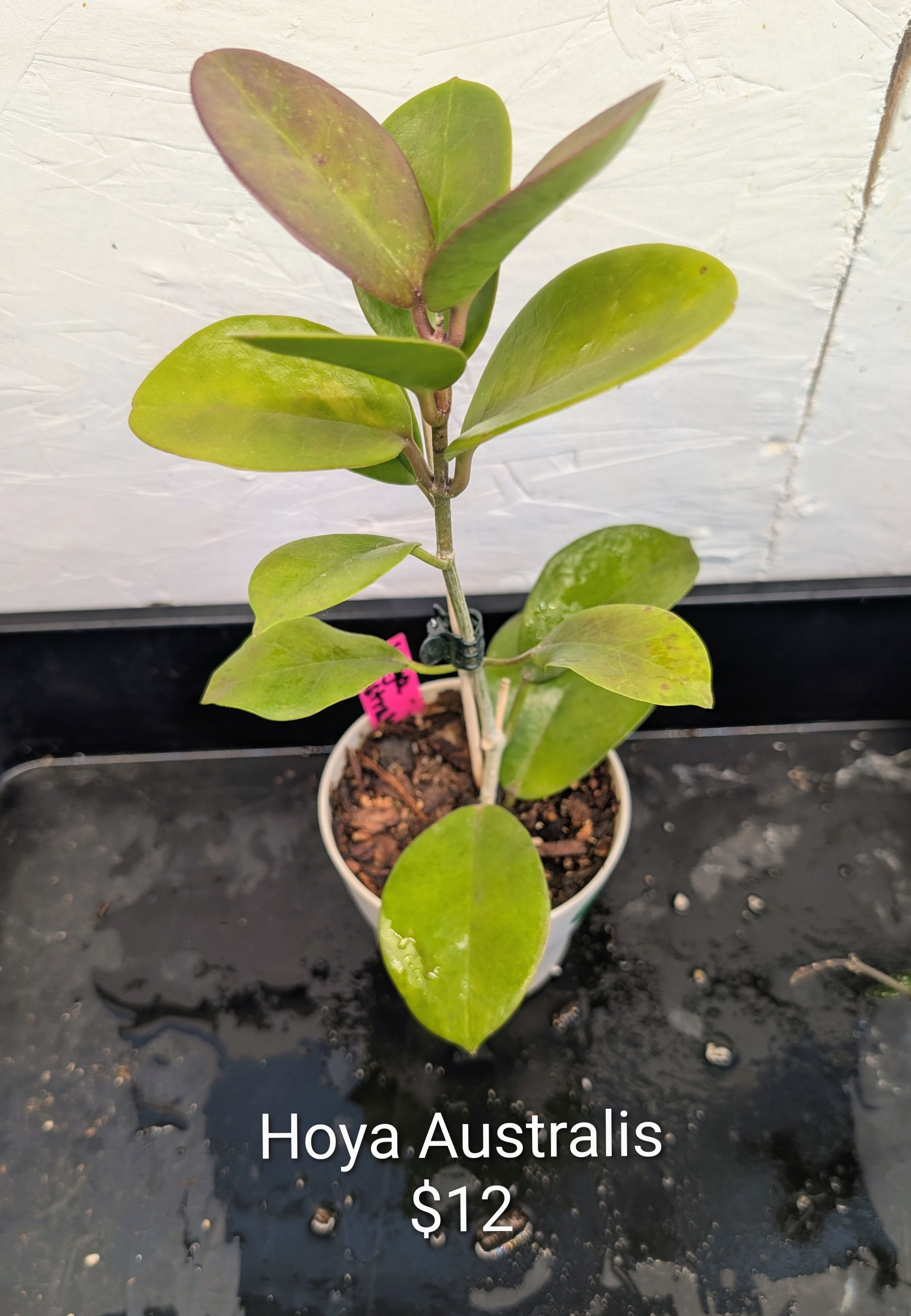 Hoya Australis