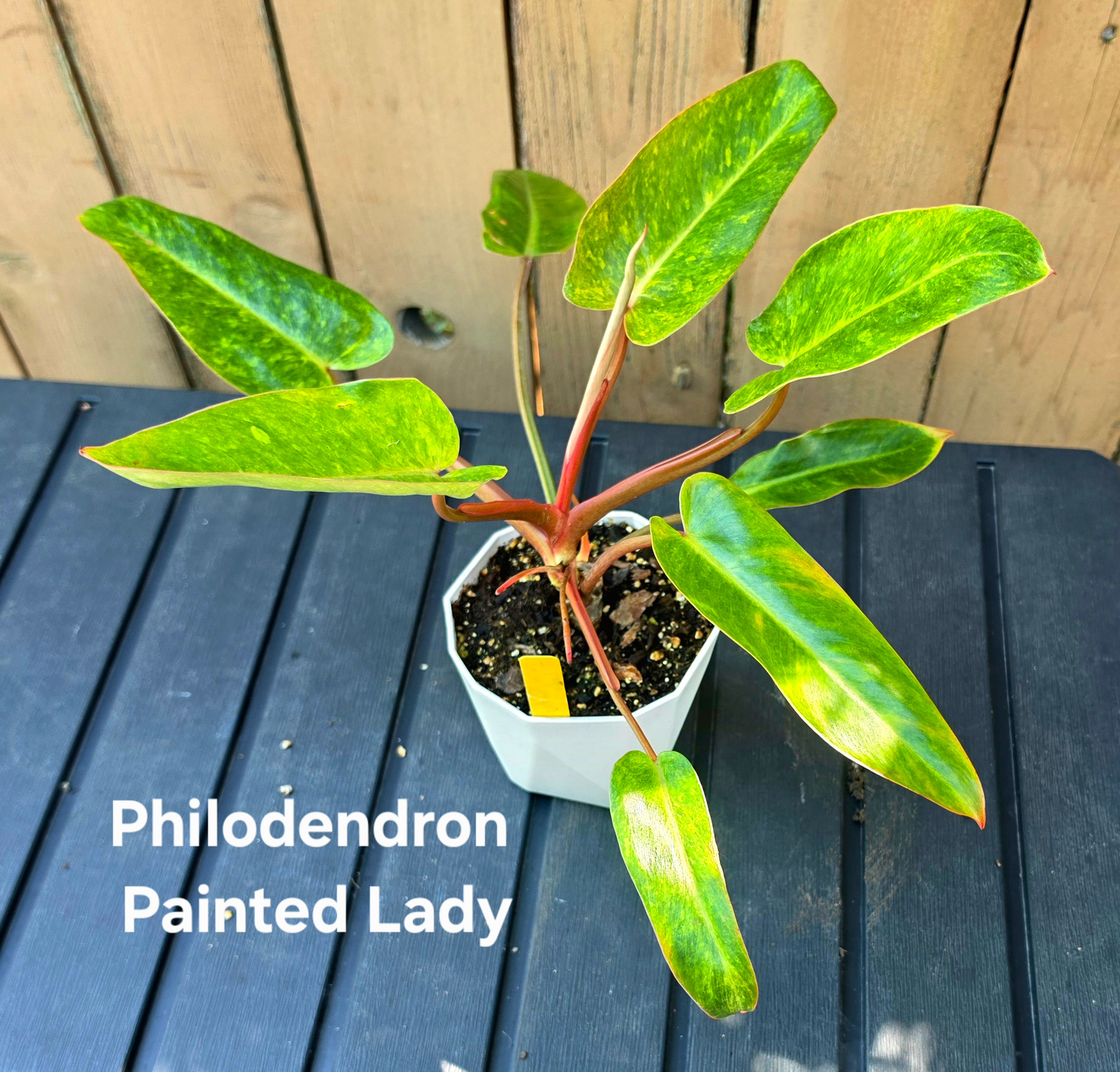 Philodendron Painted Lady