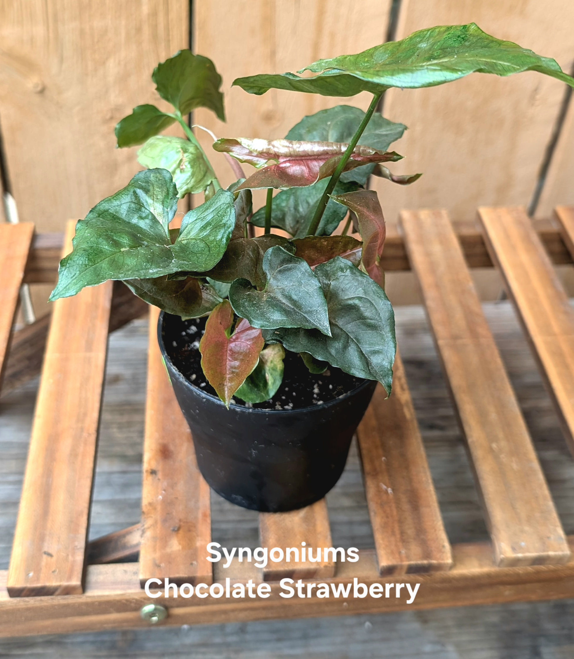 Syngonium Chocolate Strawberry