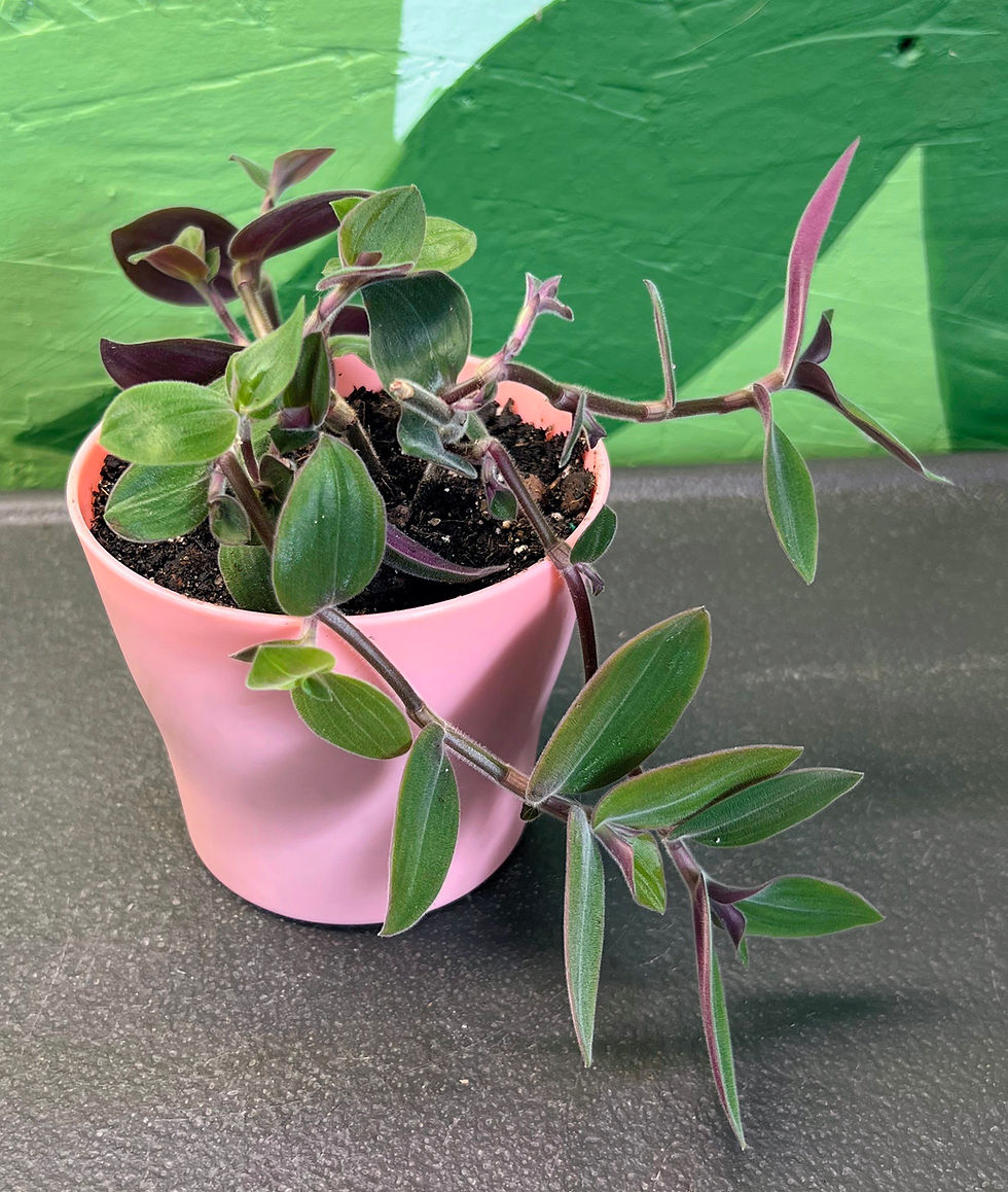 Thumbnail: Tradescantia Baby Bunny Bellies
