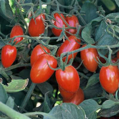 Elfin Cherry Tomato