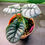 Thumbnail: Alocasia Silver Dragon