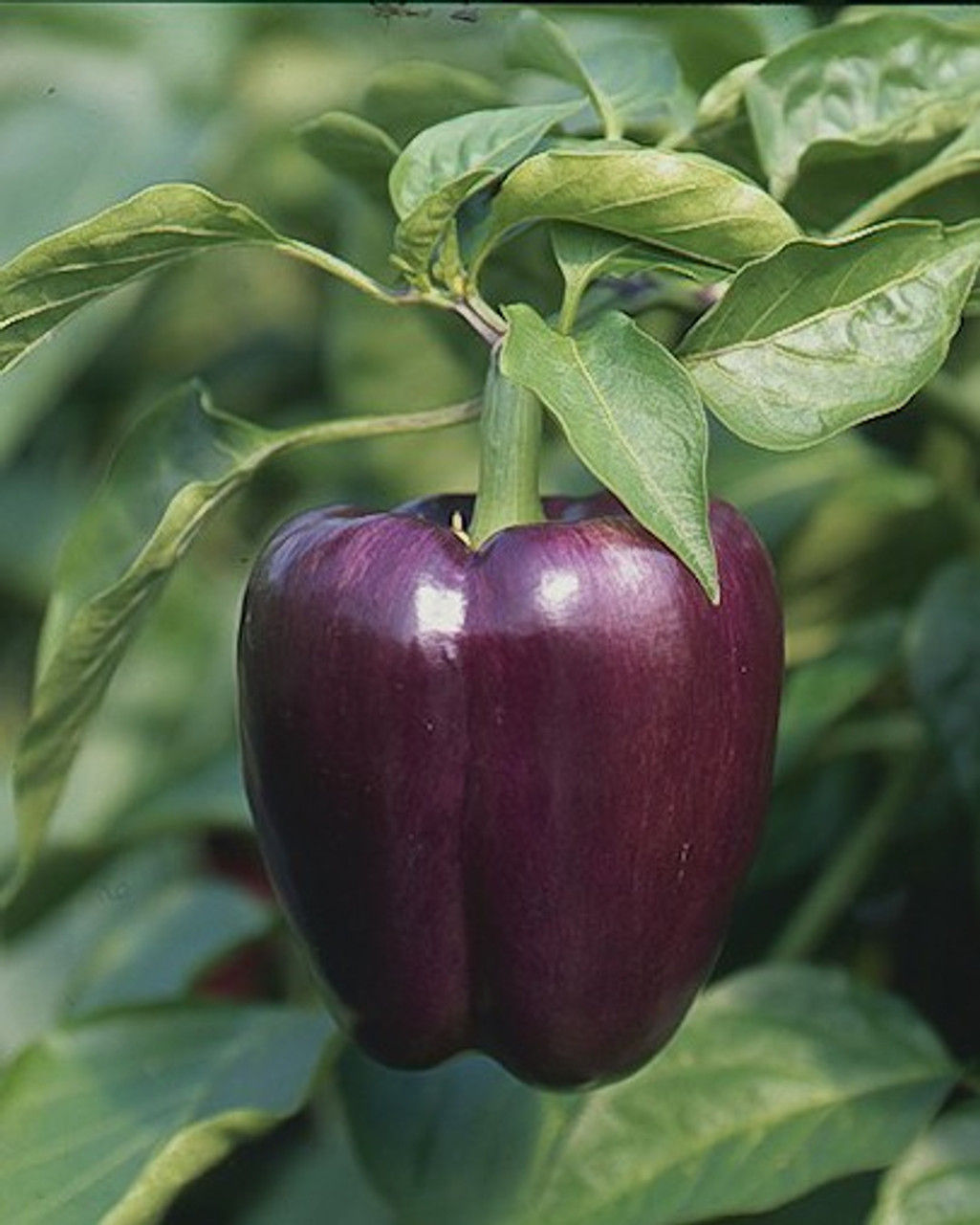 Purple Beauty Bell Pepper