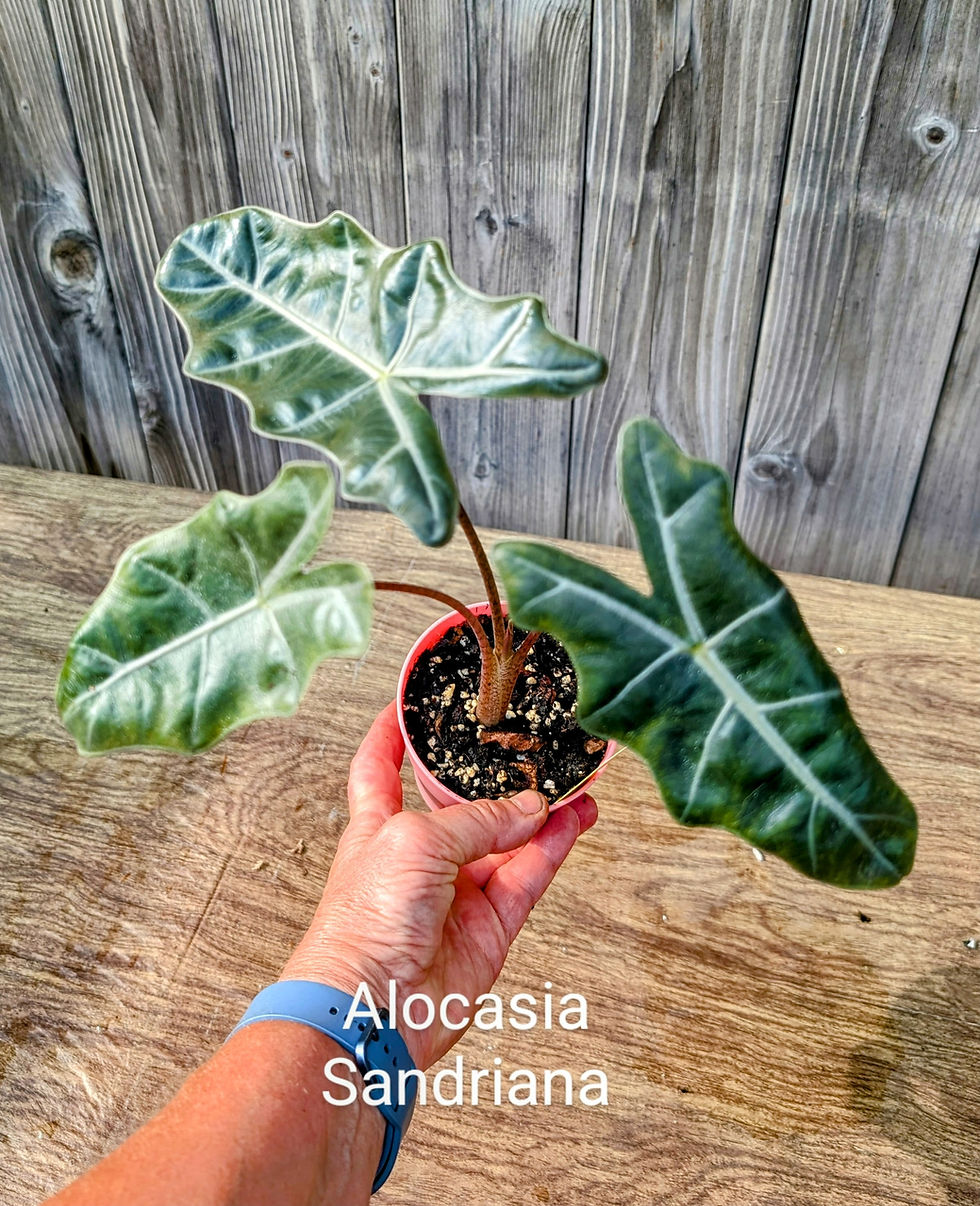 Alocasia Sanderiana