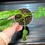 Thumbnail: Philodendron Minarium Green Fiddle